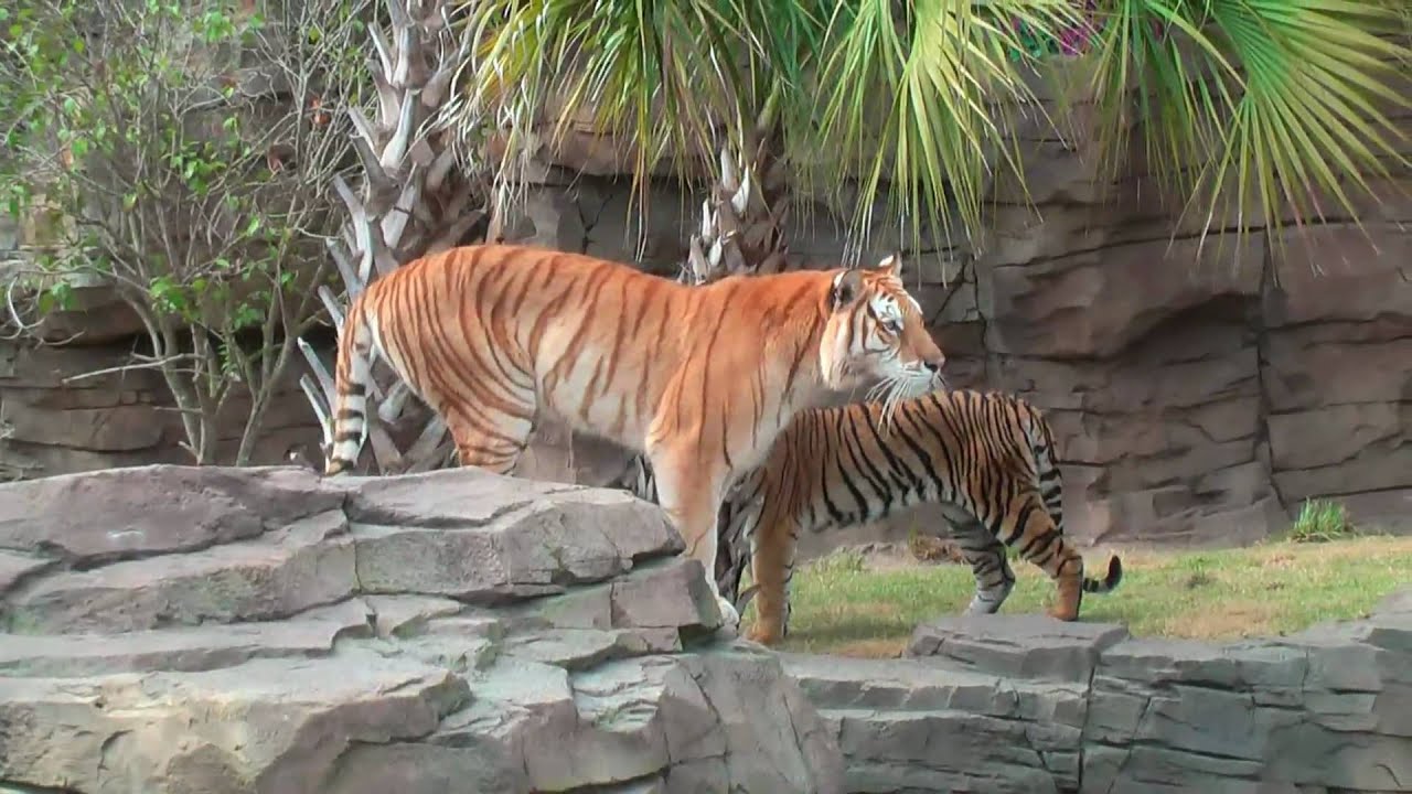Tiger Trail, Busch Gardens Tampa Bay, Tampa, Florida 2008