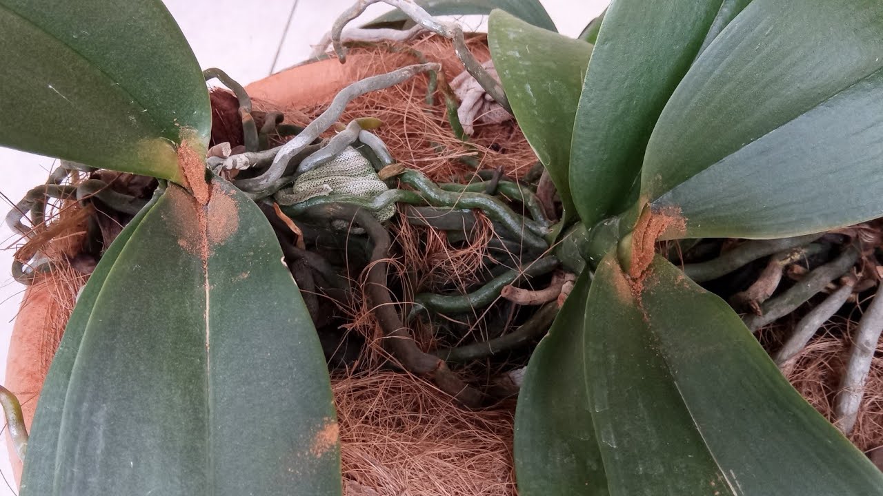 AGORA NÃO PERCO NENHUMA ORQUÍDEA PHALAENOPSIS PARA FUNGOS