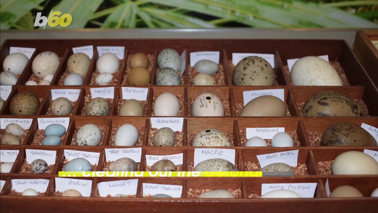 Zoo Gets Rare and Bizarre Collection of 100-year-old Bird Eggs