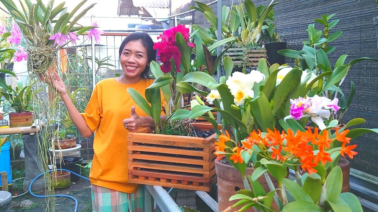 ready happy anggrek Cattleya berbunga di Ana Tokyo kaki G.Kelud