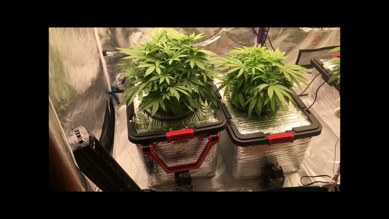 Alien Masster Kush & Strawberry Eclair Day 42