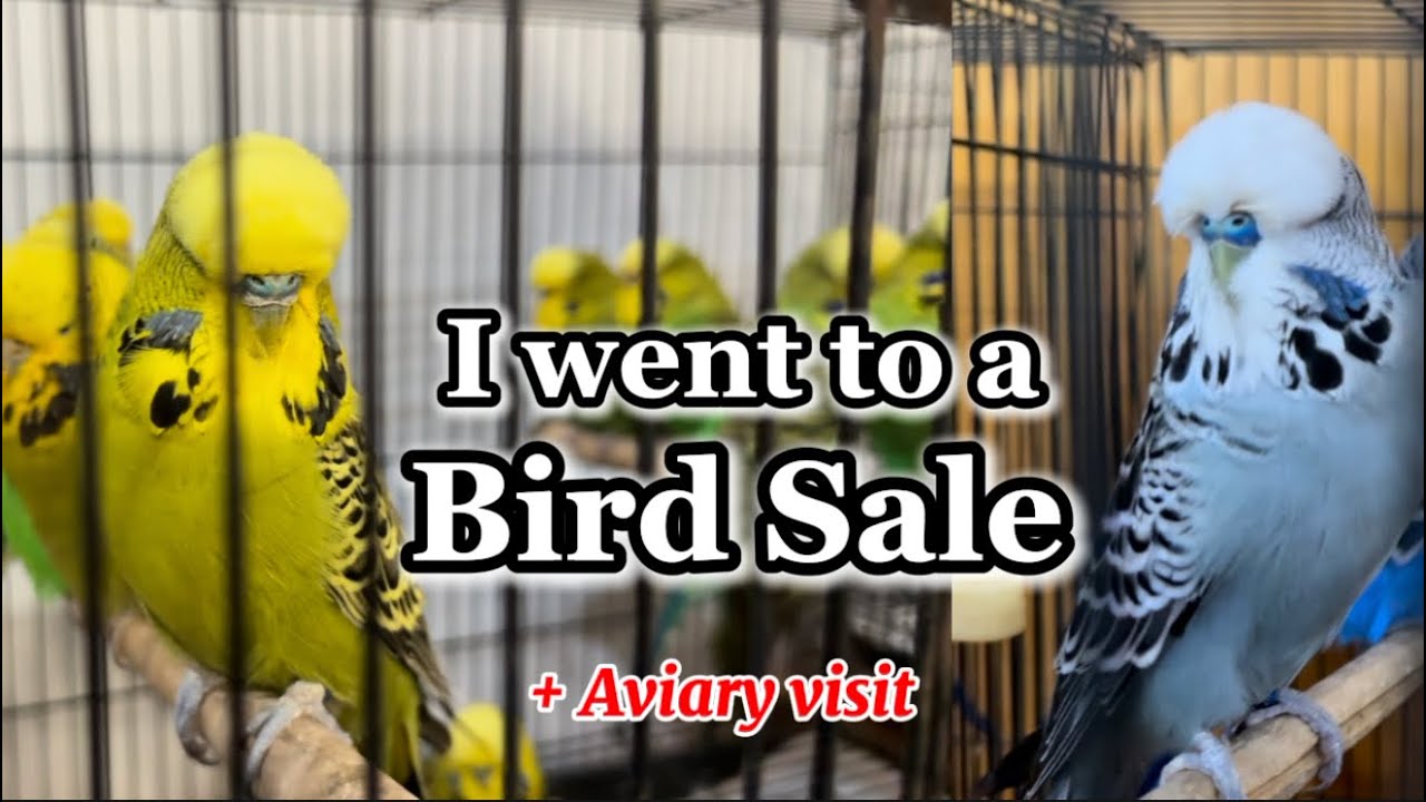 Tauranga New Zealand Bird Sale