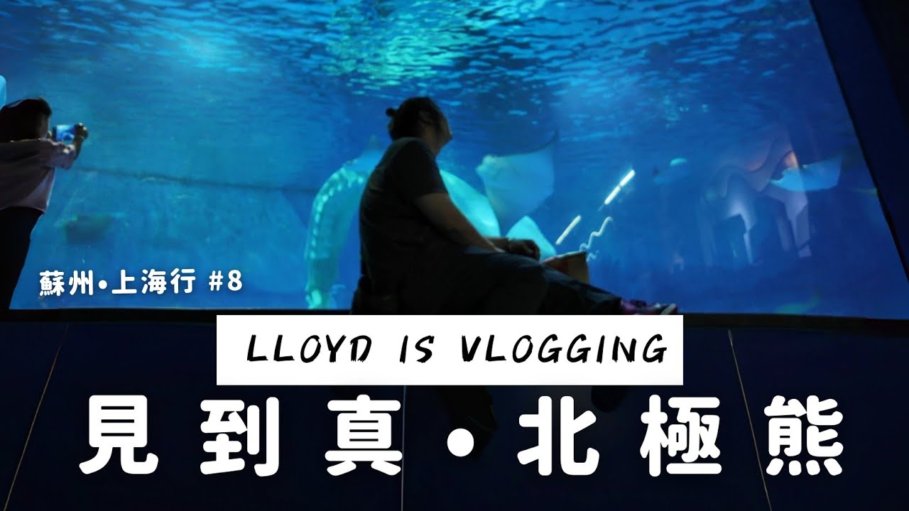 上海海昌海洋公園 北極熊冗員級演出 蘇州•上海行 #8 | Lloyd is Vlogging