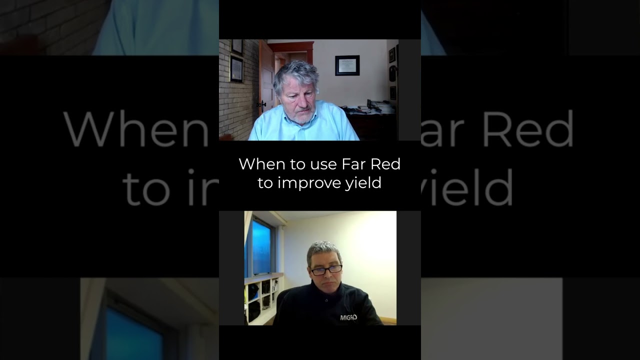 When should far red be used to improve Cannabis yield?