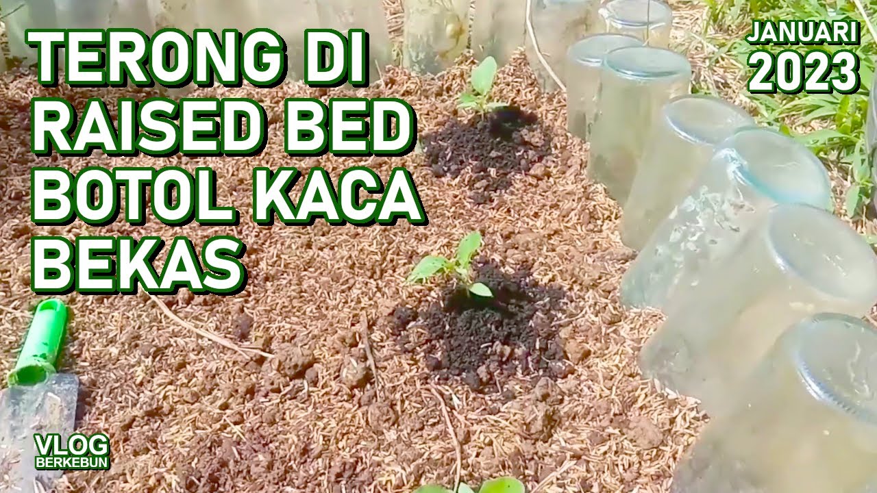 Menanam Terong di Raised Bed Botol Kaca Bekas Per Januari 2023
