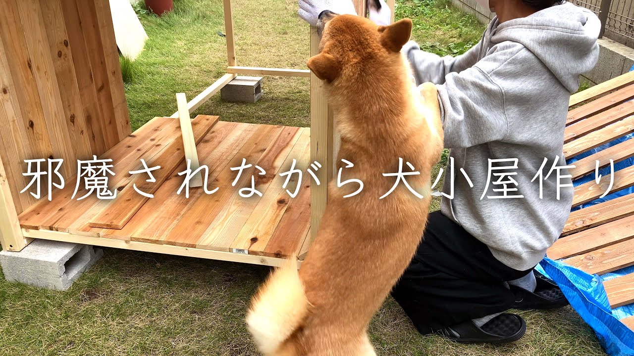 【DIY】愛犬のために大きな犬小屋を作ります（前編）