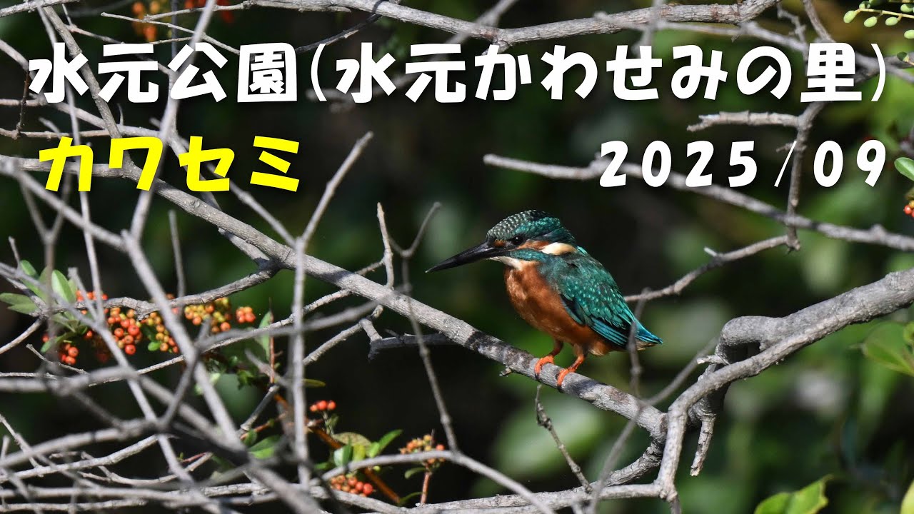 Z50II C30  水元公園(水元かわせみの里) カワセミ 2025/09