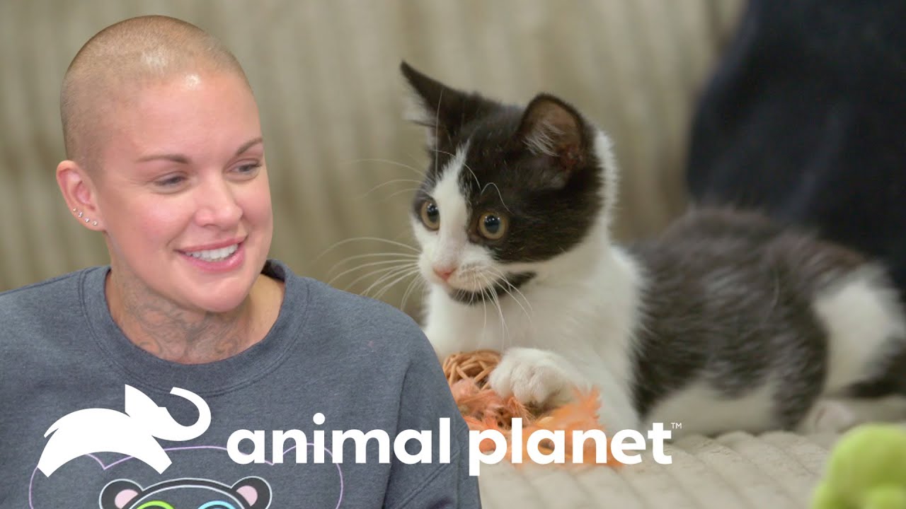 Gatita con deformidad en sus patas delanteras halla un hogar | Amanda al Rescate | Animal Planet