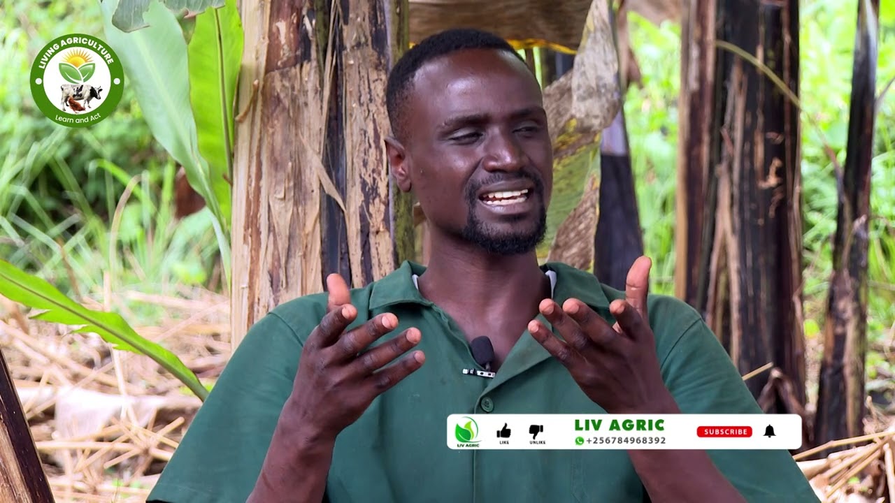 living  Agriculture : Managing your banana plantation