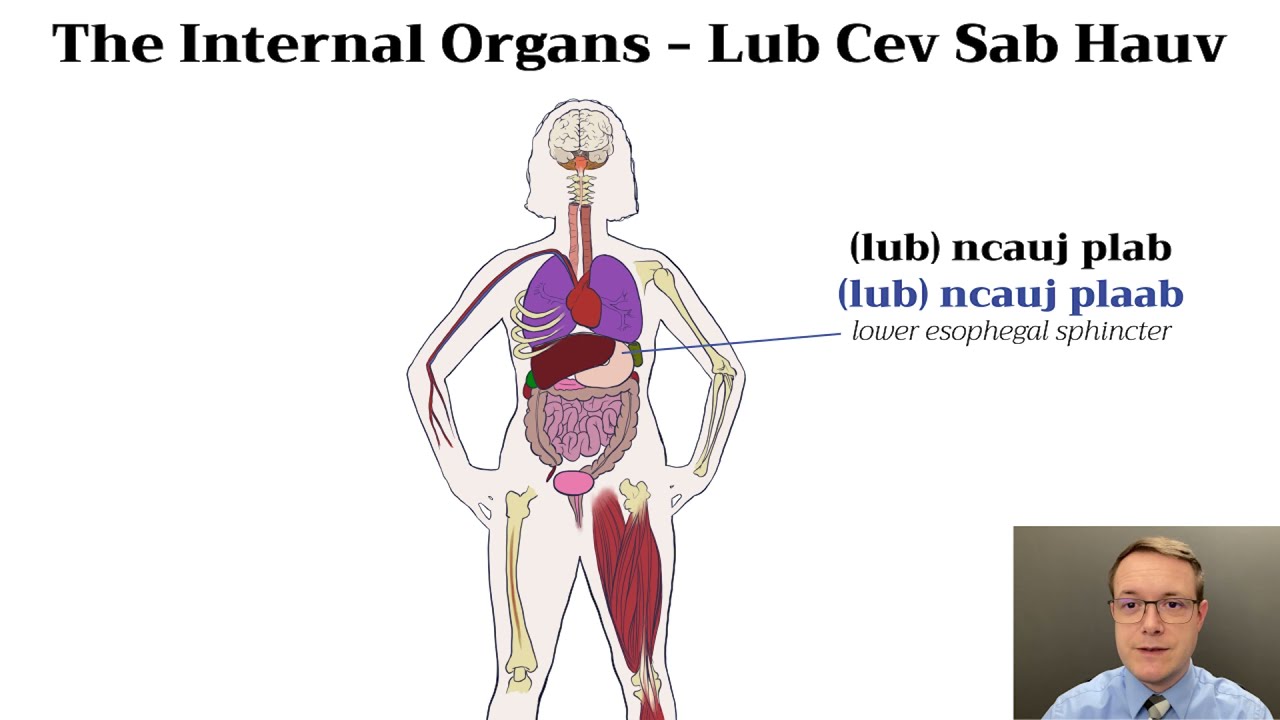 The Internal Organs In White and Green Hmong