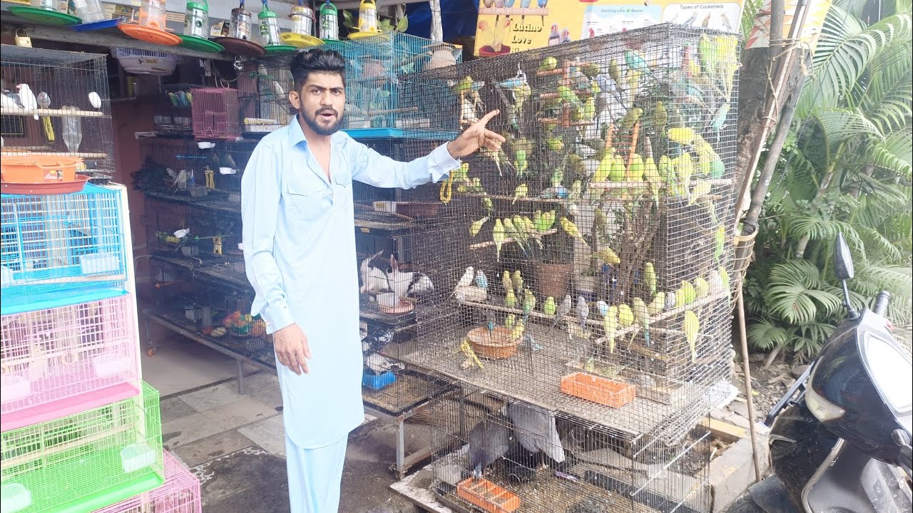 low price mein birds milte Hain yaha mumbai Malad west malwani gate number 3  no 8879951437
