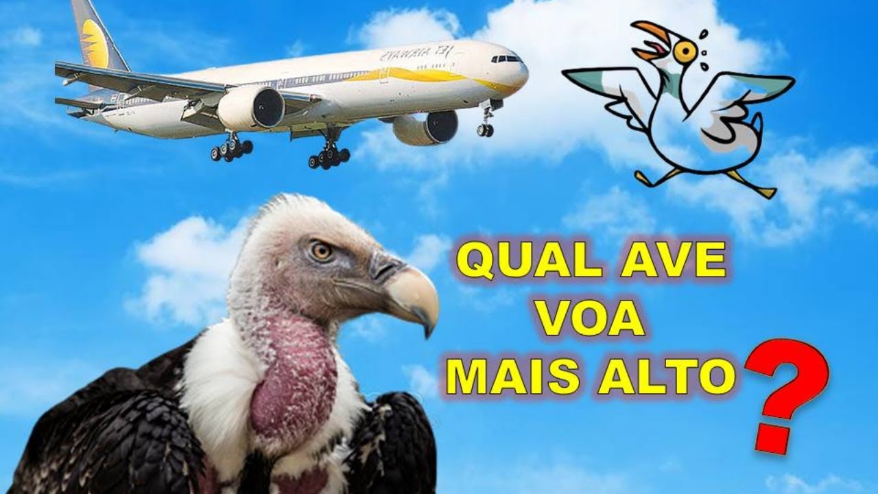QUAL AVE VOA MAIS ALTO? DESCUBRA QUAL DELAS ULTRAPASSA A ALTITUDE DO EVEREST!!!