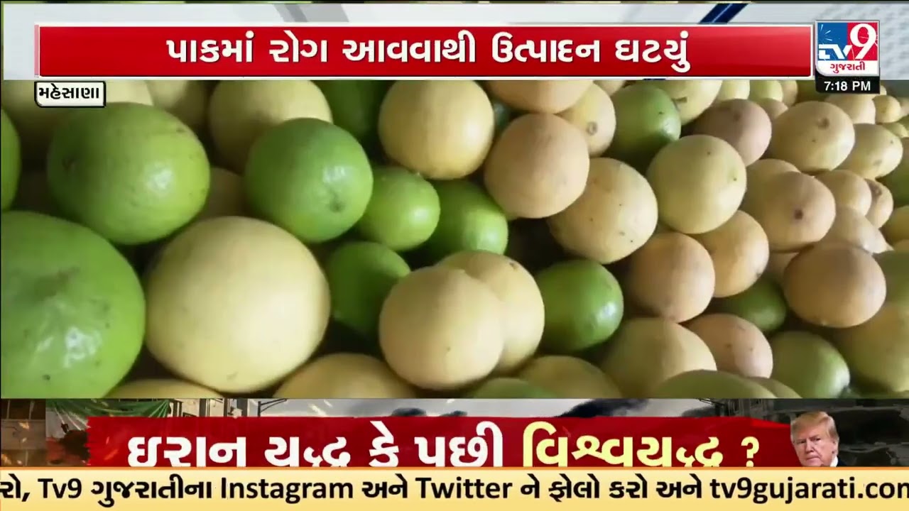 Lemon Prices Likely to Soar This Summer, Production Drops in Mehsana | Gujarat | TV9Gujarati