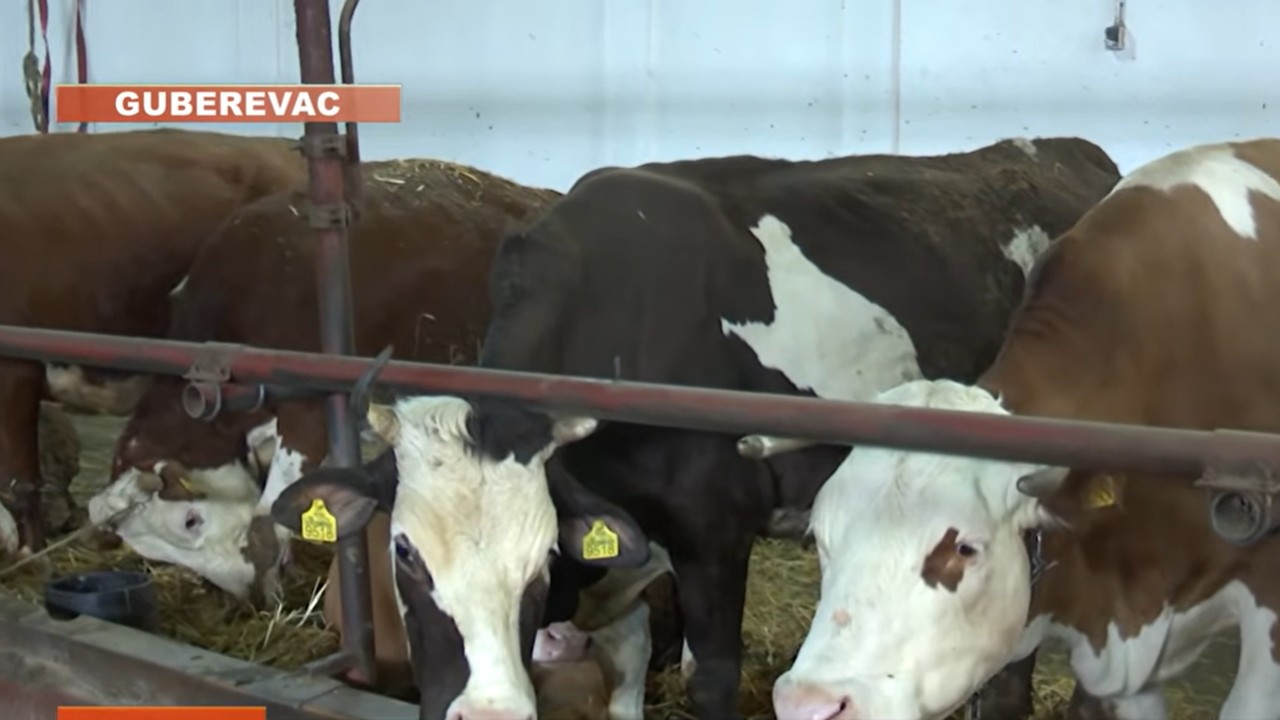 POMUZI PA PROSPI Nakon mleka, stočari najavili prosipanje stajnjaka