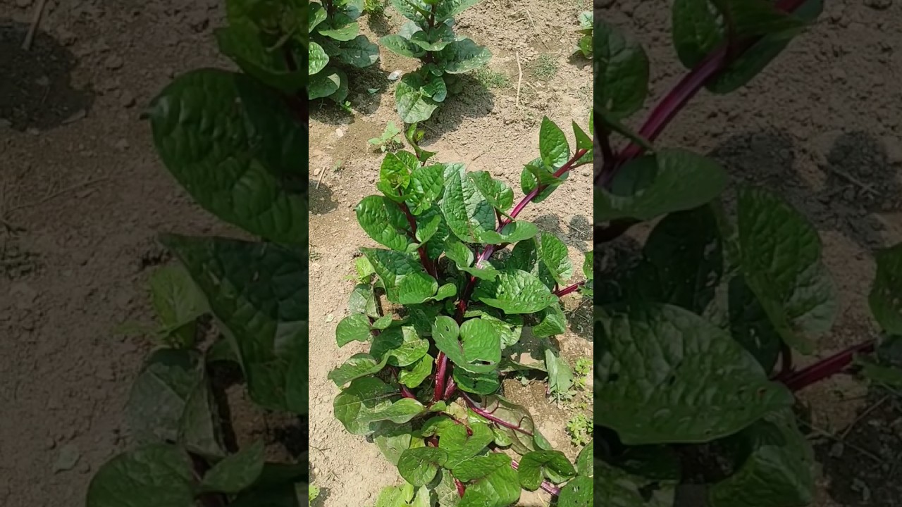 Red Spinach plant l Laal Pui Saag