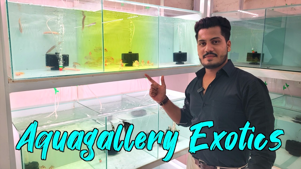New Fish Stock at Aquagallery Exotics