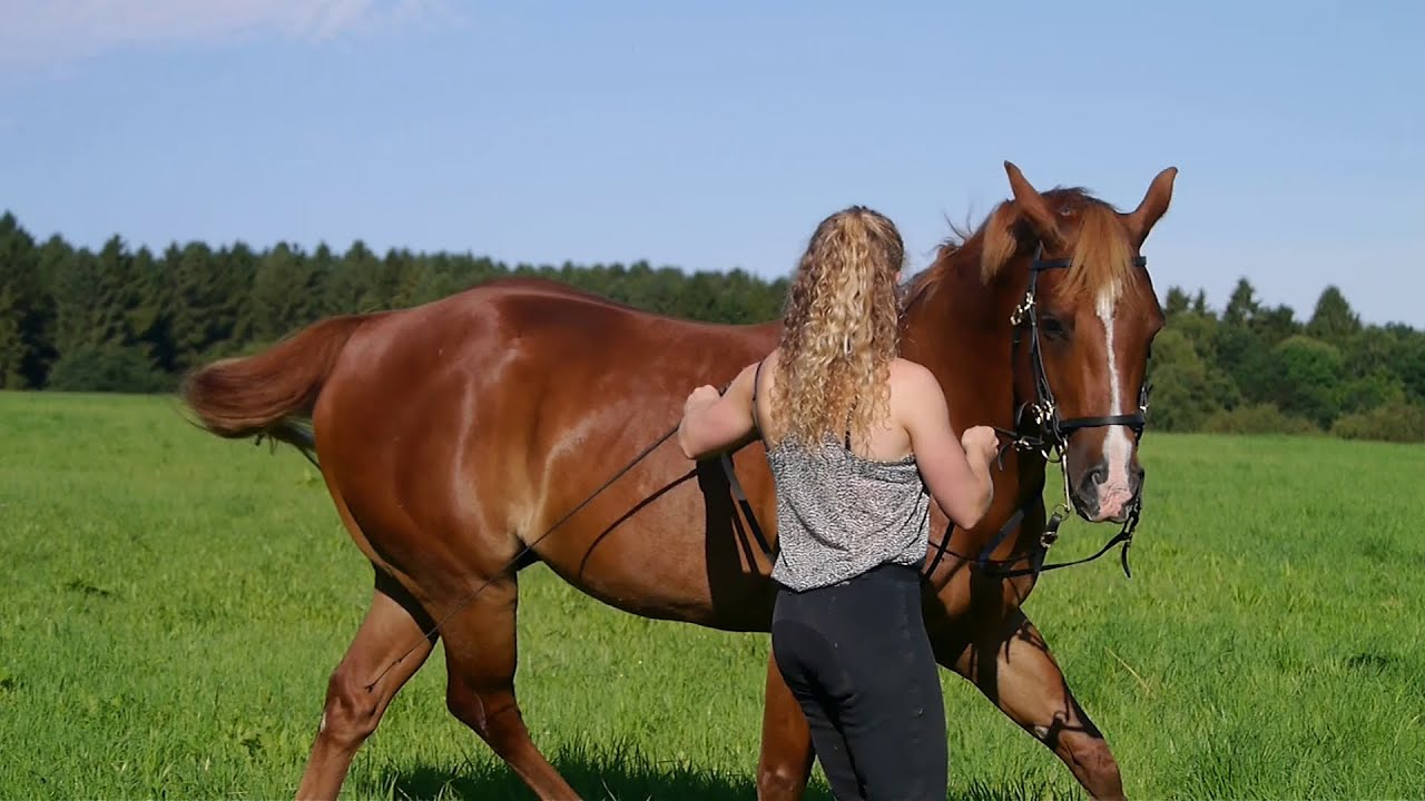 ~ Groundwork and Work in Hand ~ Positions and basic exercises