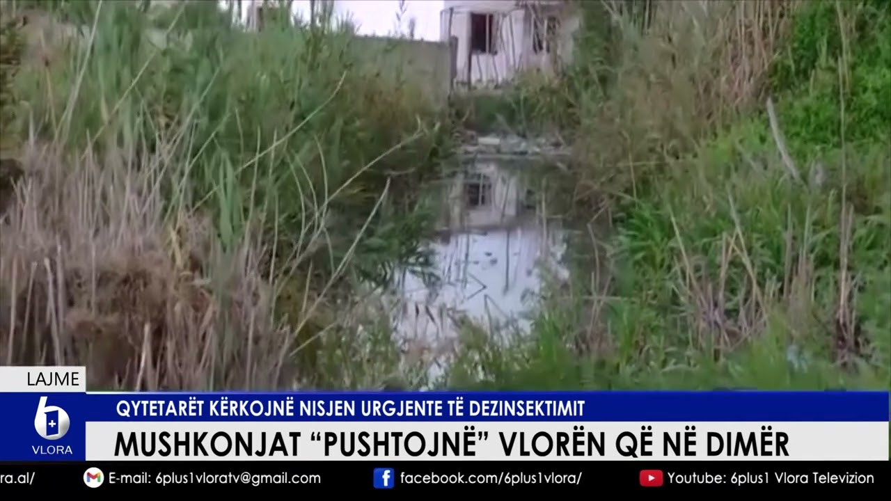 Mushkonjat 