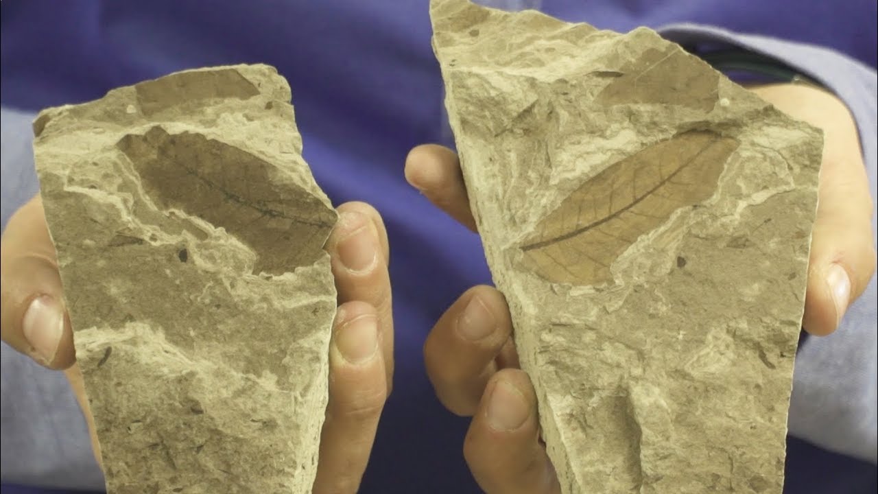 Paleobotany Spotlight: Time Travelling with Wyoming&rsquo;s Plant Fossils