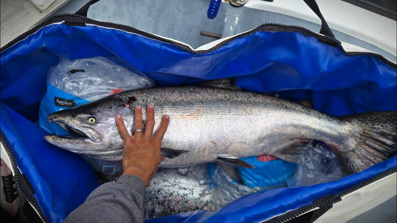 CATCH CLEAN COOK King Salmon - After THREE Year Closure 