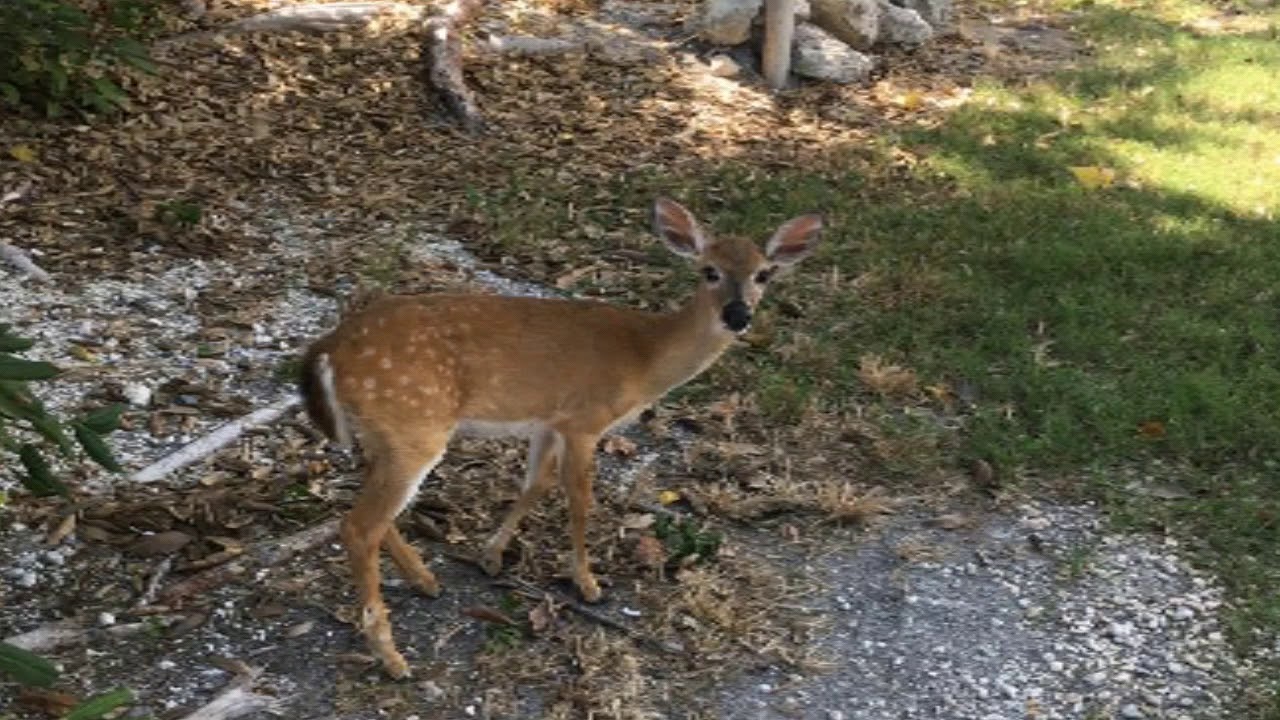 Hunting for Key Deer ( Florida Keys)