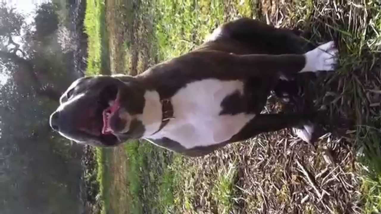 American Bully 6 months old ! Amazing