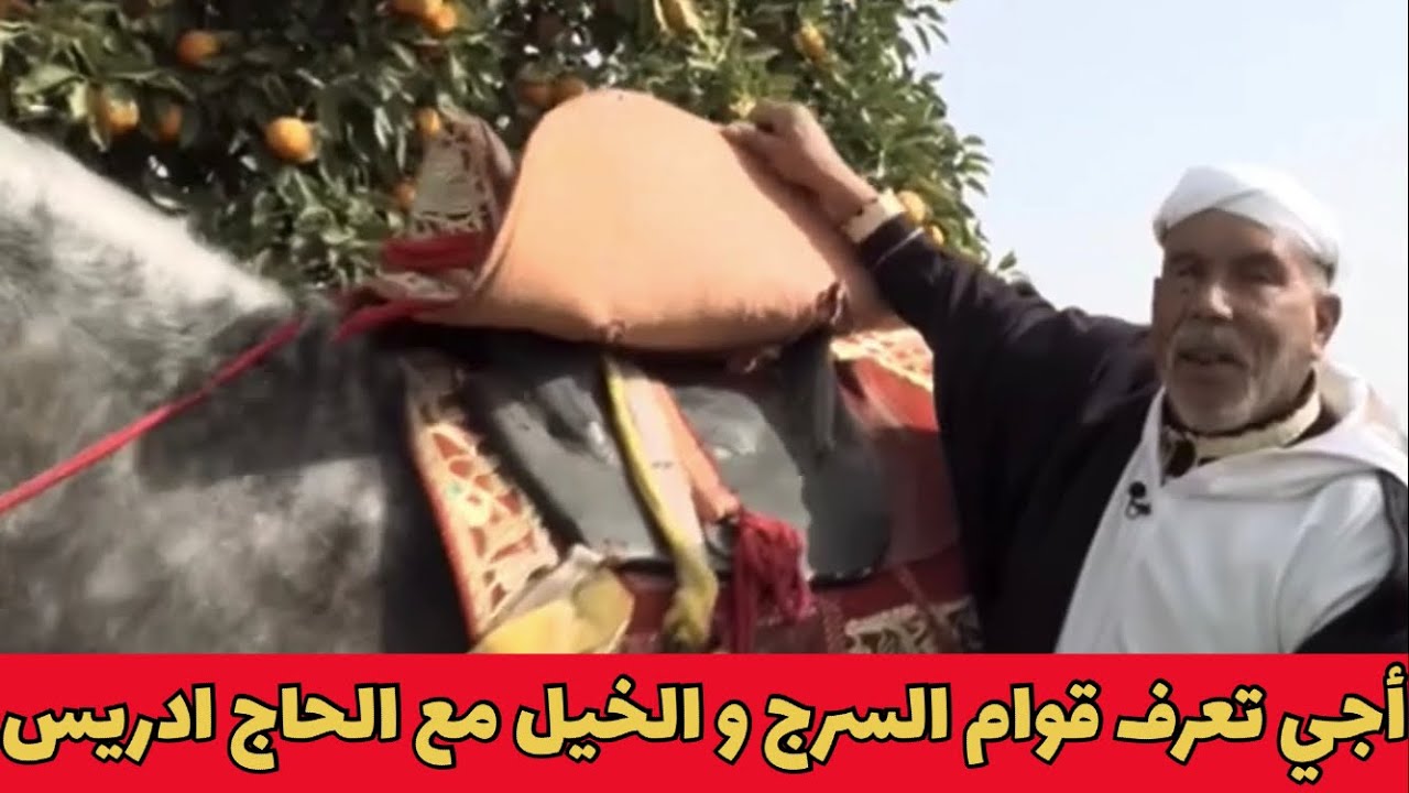 اجي تفهم لوازم سرج التبوريدة و قوام الخيل  مع الشيخ الحاج ادريس كريكيبة.