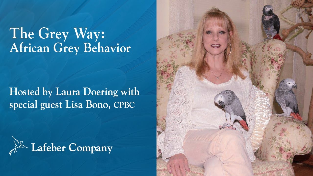 The Grey Way Episode 2: African Grey Behavior