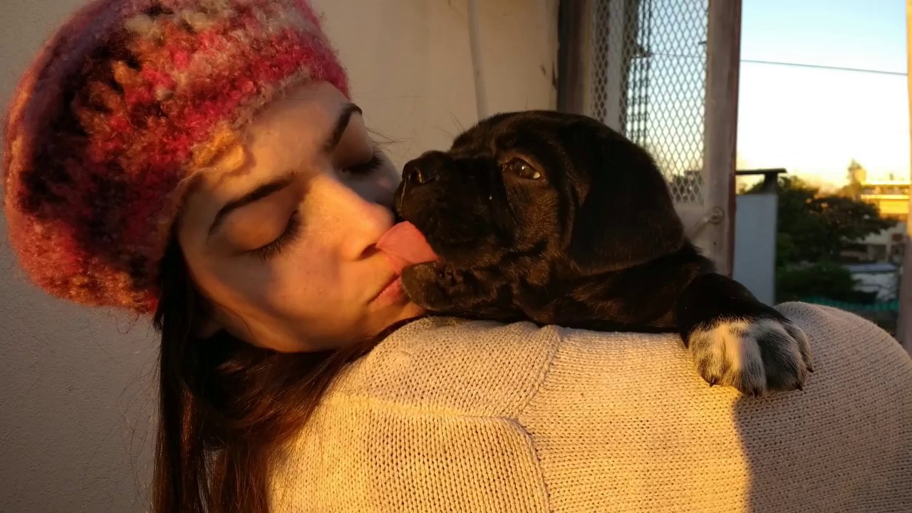 Cane Corso Dante 6 meses