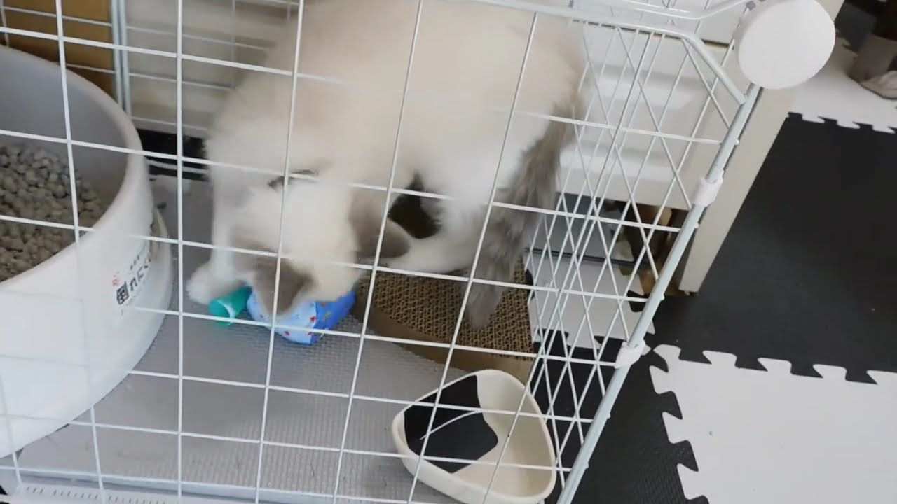オモチャで遊ぶミルク