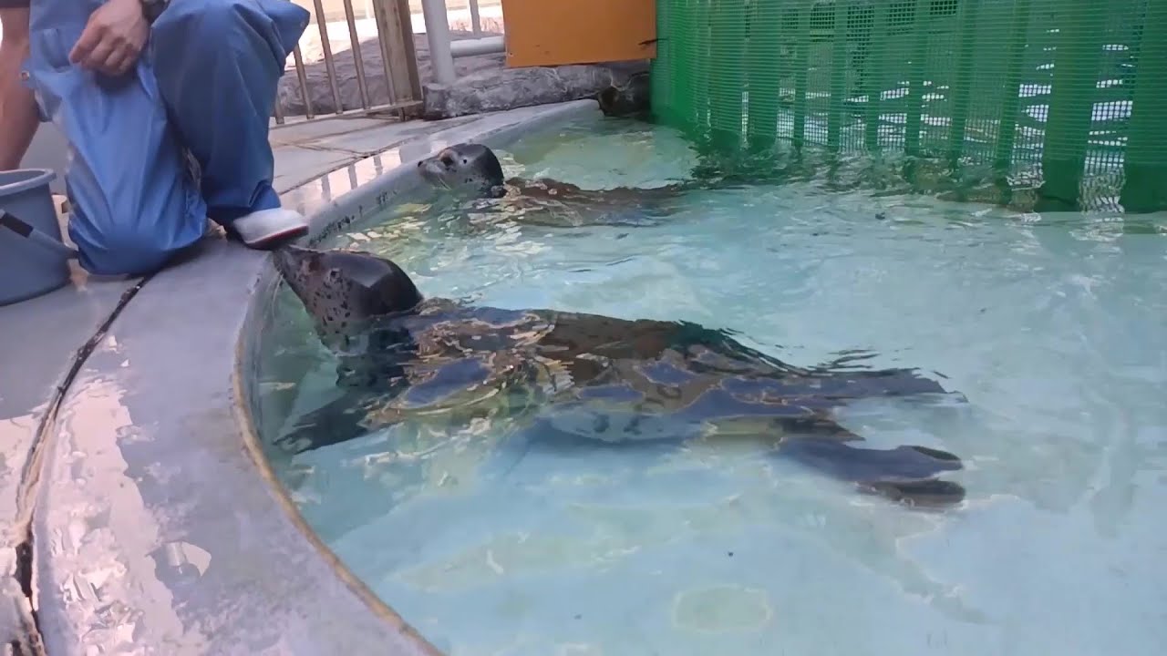 ゴマフアザラシ「スカイとジャンボに近付き隊」【男鹿水族館GAO】