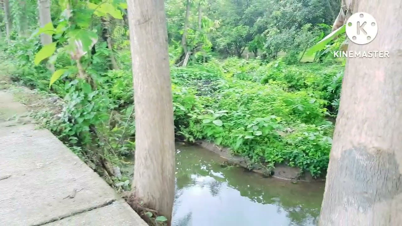 ขายที่ดิน สวนผสม อำเภอเมืองลำพูน