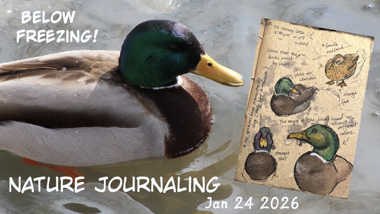 Nature Journaling Ducks Below Freezing! 24.Jan.2026