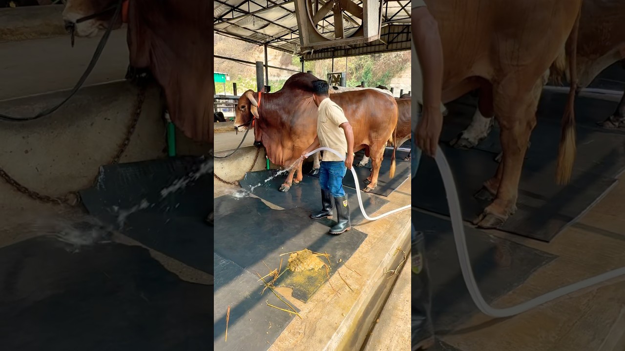 Enormous Sahiwal heavyweight bull of Bangladesh #cowboy #farming #cow #sahiwal #cattle #cowfarm