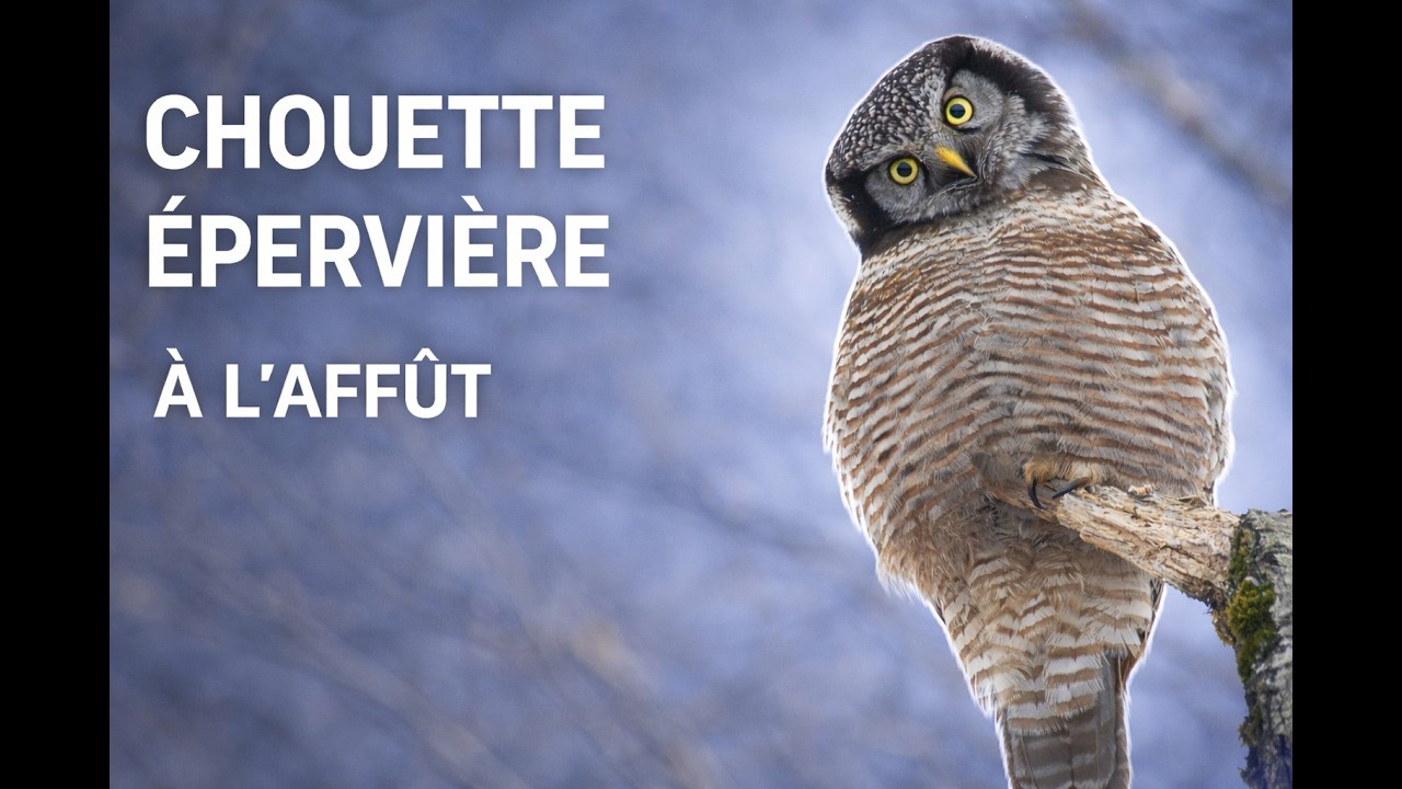 La CHOUETTE ÉPERVIÈRE à l'affût