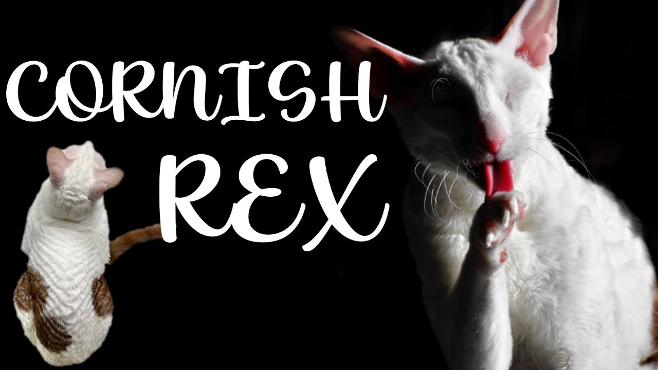 CORNISH REX Cat breed 101
