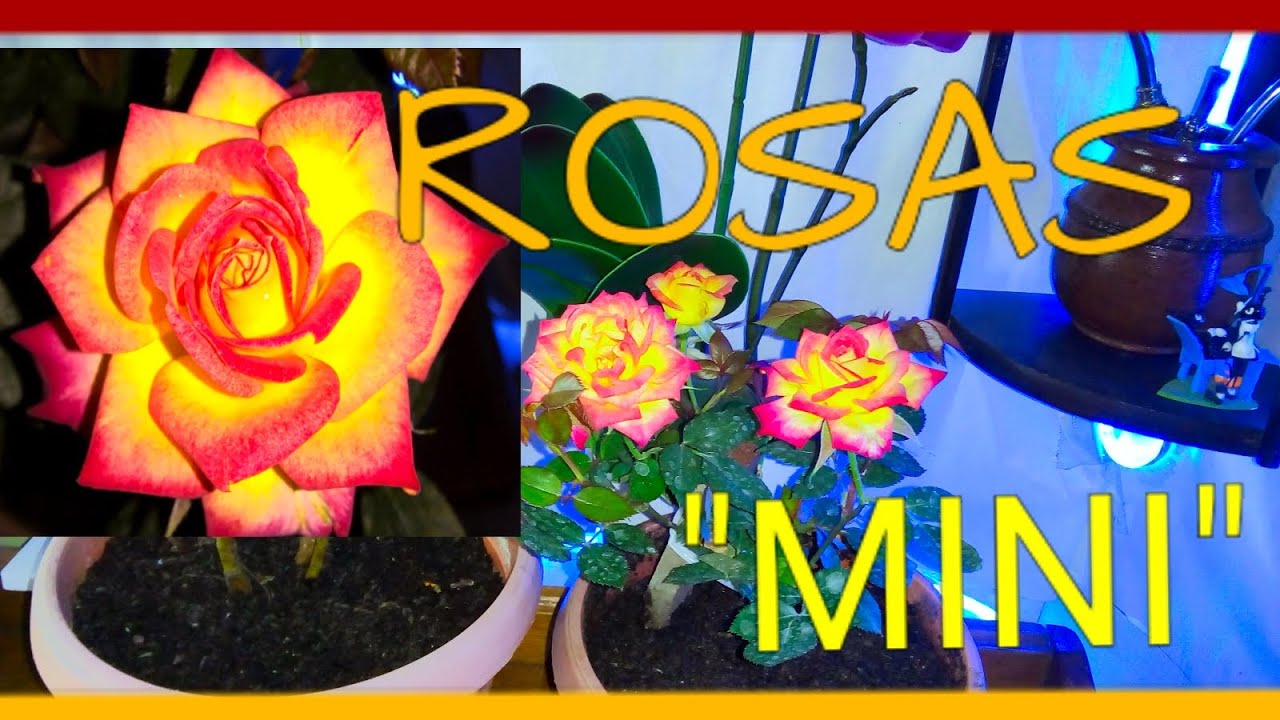🌹🌹CUIDADOS DE LA ROSA PITIMINI | ROSA MINI | ROSA MINIATURA |🌹🌹