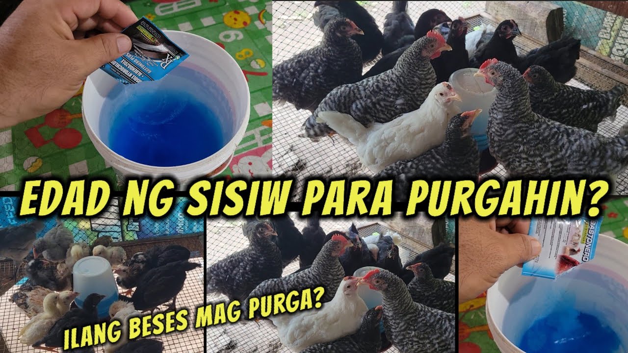 Ilang beses at anong edad ng sisiw na pweding purgahin?
