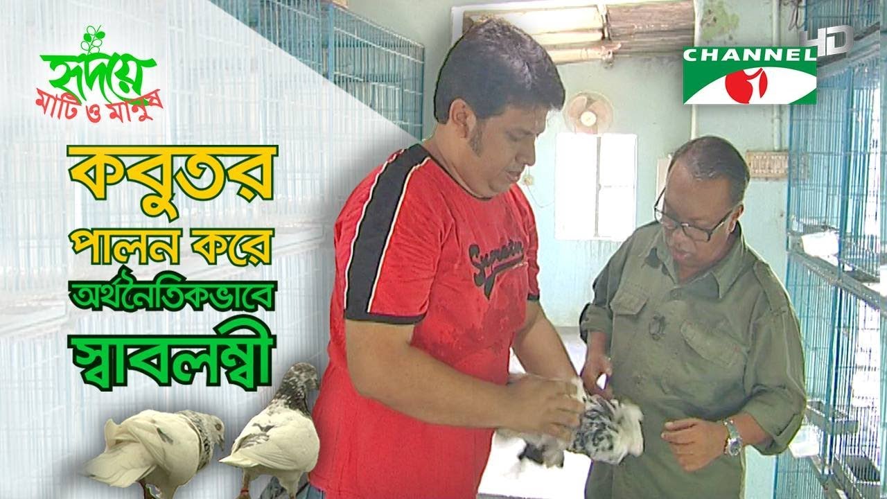Pigeon farming brings sustainability | Shykh Seraj | Channel i | কবুতর পালনে স্বাবলম্বী |