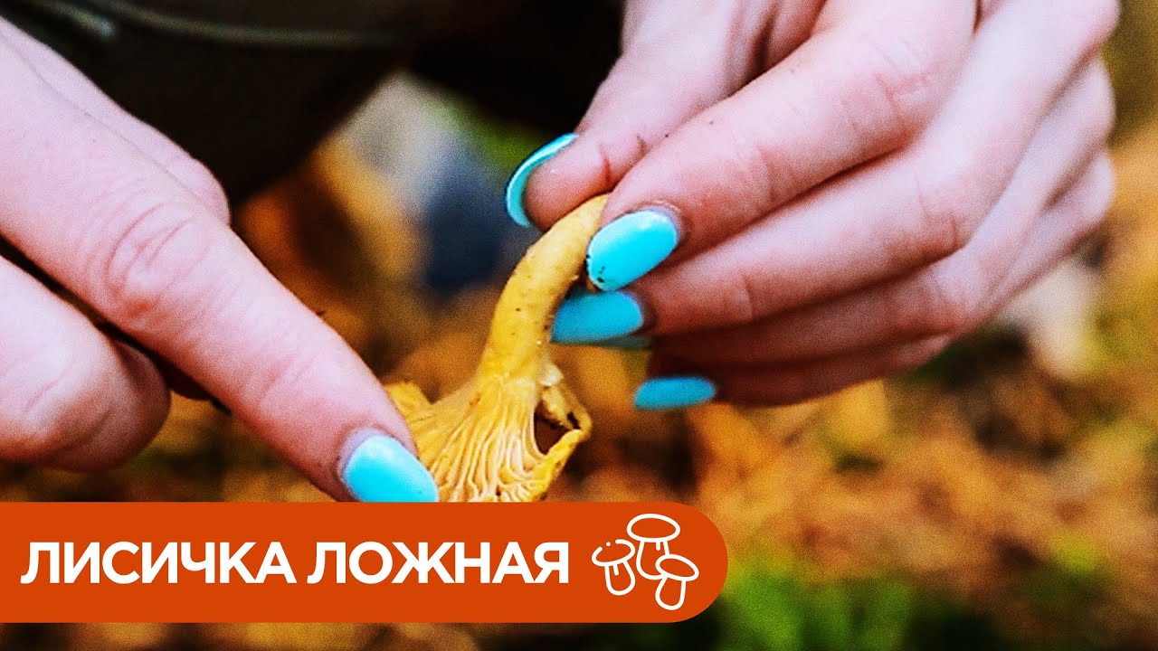 Лисичка Ложная. Грибы Двойники.