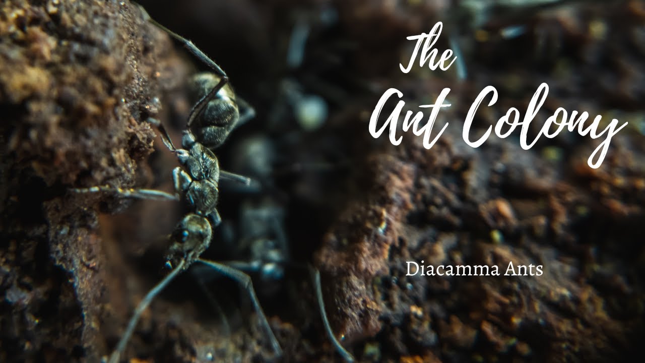 The Ant Colony and ants' life cycle  (Diacamma Ants) | Ant behaviour