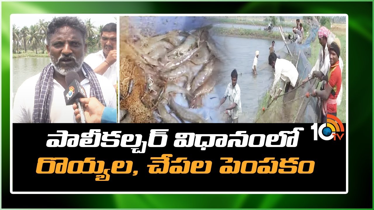 పాలీ‌కల్చర్ విధానంలో రొయ్యల, చేపల పెంపకం | Prawns And Fish Farming Under Polyculture System | 10TV