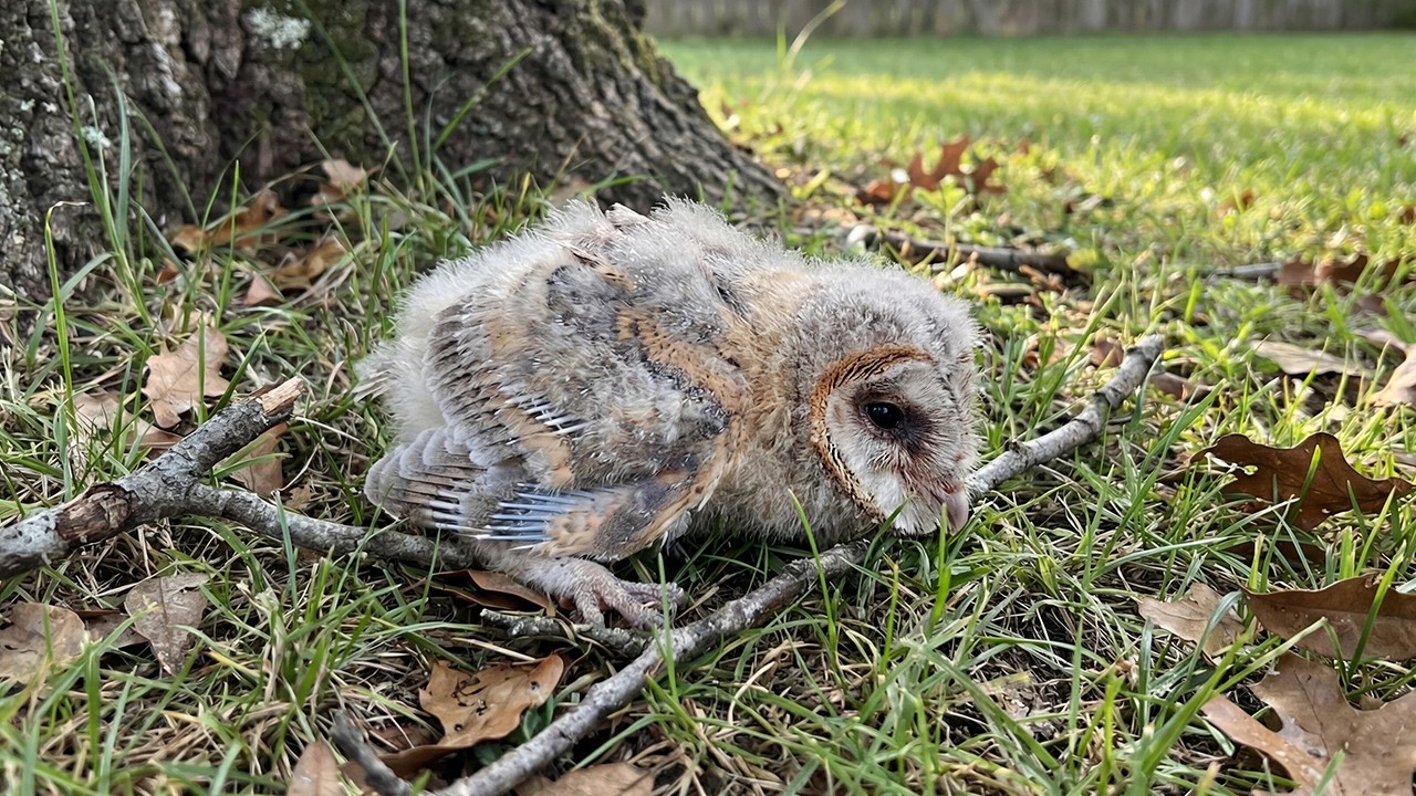 A Tiny Owlet’s Second Chance at Life