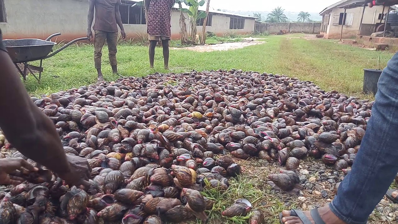 Massive Snail Rearing and Production (Ogun)