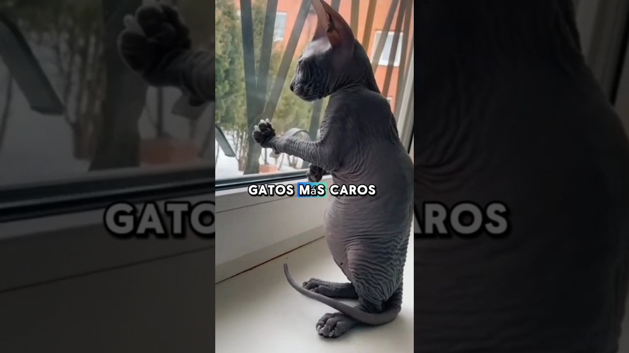 Estos son los cinco gatos m&aacute;s caros del mundo #datoscuriosos #shorts