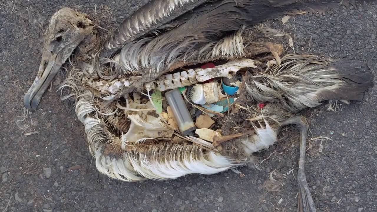 Muerte Masiva de Albatros debido a Pl&aacute;stico