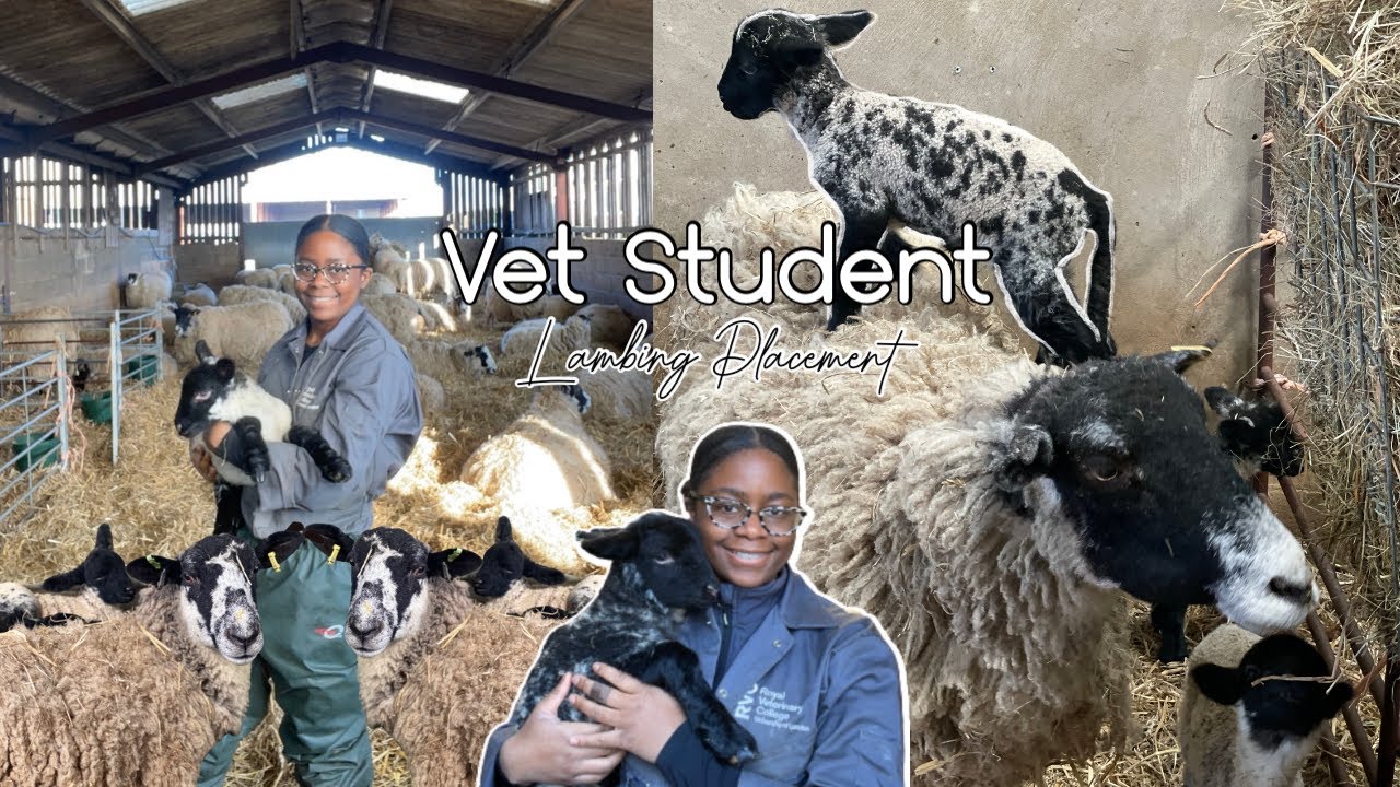 VET STUDENT: Lambing Placement 