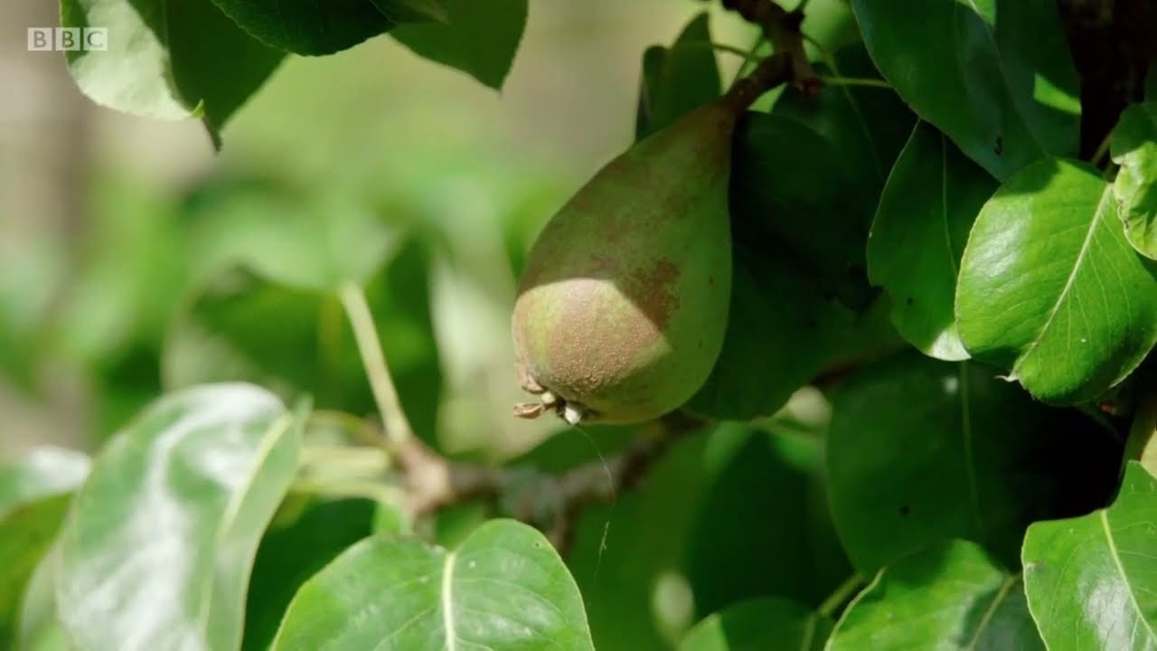 Kert&eacute;sz kertje kordonos gy&uuml;m&ouml;lcsfa ny&aacute;ri metsz&eacute;se S50 E18 r&eacute;szlet