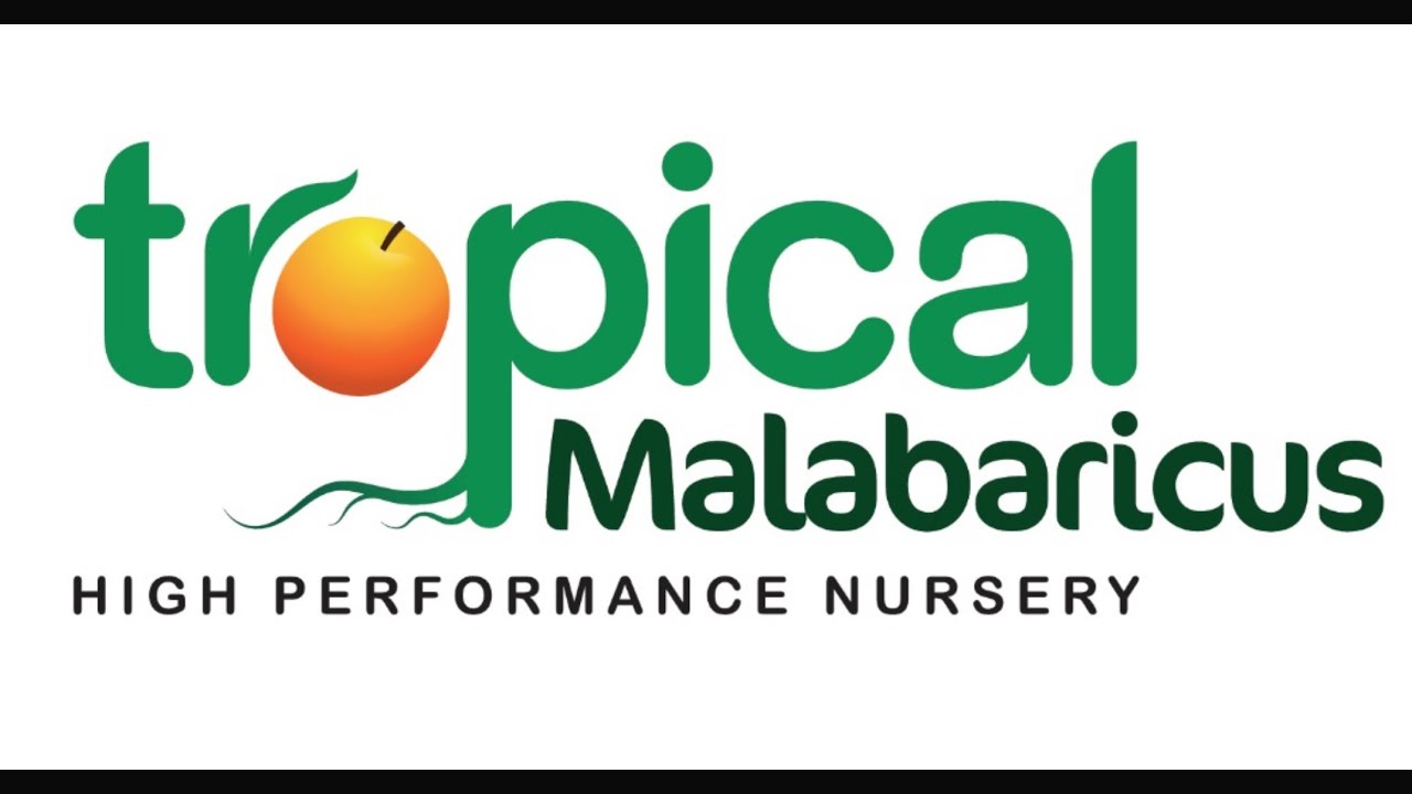 Tropical Malabaricus high performance nursery | 9633516161