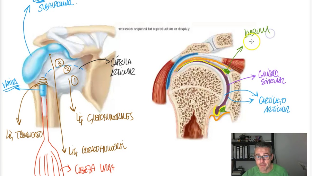 ARTICULACIÓN 7 - Articulacion del hombro